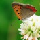 small copper and white clover 