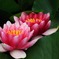 water lilies