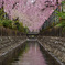 天地桜