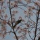 食う
