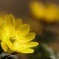 ２０１７里山花めぐり３（陽の雫・・・福寿草）