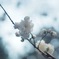 神田錦町の桜
