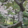 日比谷公園の桜