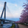 桜と橋