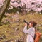 見上げる桜