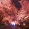 長瀞の桜