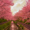 元荒川の桜並木