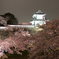 兼六園の夜桜