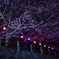 夜桜と提灯