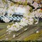 金沢_長町武家屋敷の”桜”