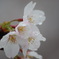 春雨桜