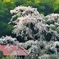 幽玄の桜