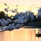 夕桜