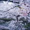目黒川桜