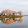 岡堰桜景