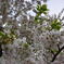 桜　アマギヨシノ　２