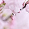 SAKURA water