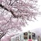 樽見鉄道と桜