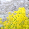 菜の花