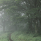 Mist 