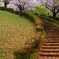 雨の桜模様