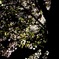 夜桜 