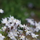 Spring starflower