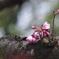 桜_1