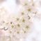 桜咲く