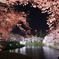 千鳥ケ淵の桜