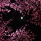 桜と月