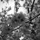 白黒の桜