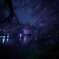 井の頭 夜桜