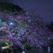 井の頭公園 夜桜2