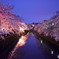 大岡川の夜桜