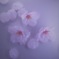 夢桜