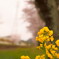 菜の花