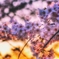 夕暮れに