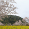 曇天桜