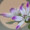   夢
