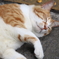 江ノ島のねこちゃん