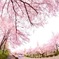 見慣れた桜も