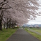 散歩道