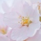 sakura2