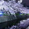 夙川、夜桜ライトアップ_横
