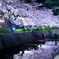 夙川、夜桜ライトアップ_縦