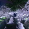 夙川、夜桜ライトアップ