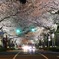 夜桜