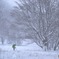 雪の中の大樹