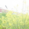 菜の花